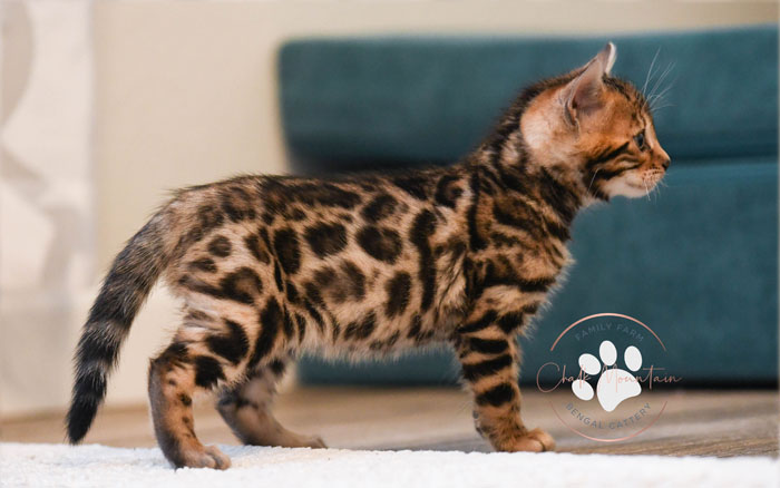 Bengal kitten for sale